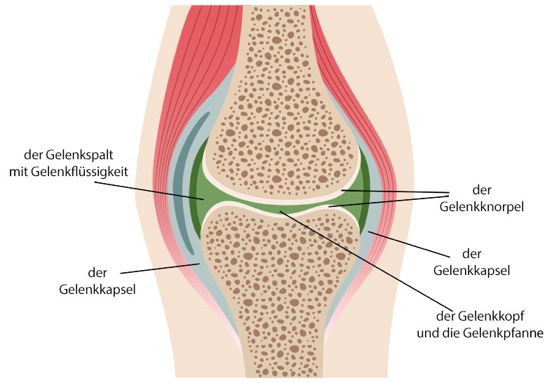 wie ist das gelenk aufgebaut